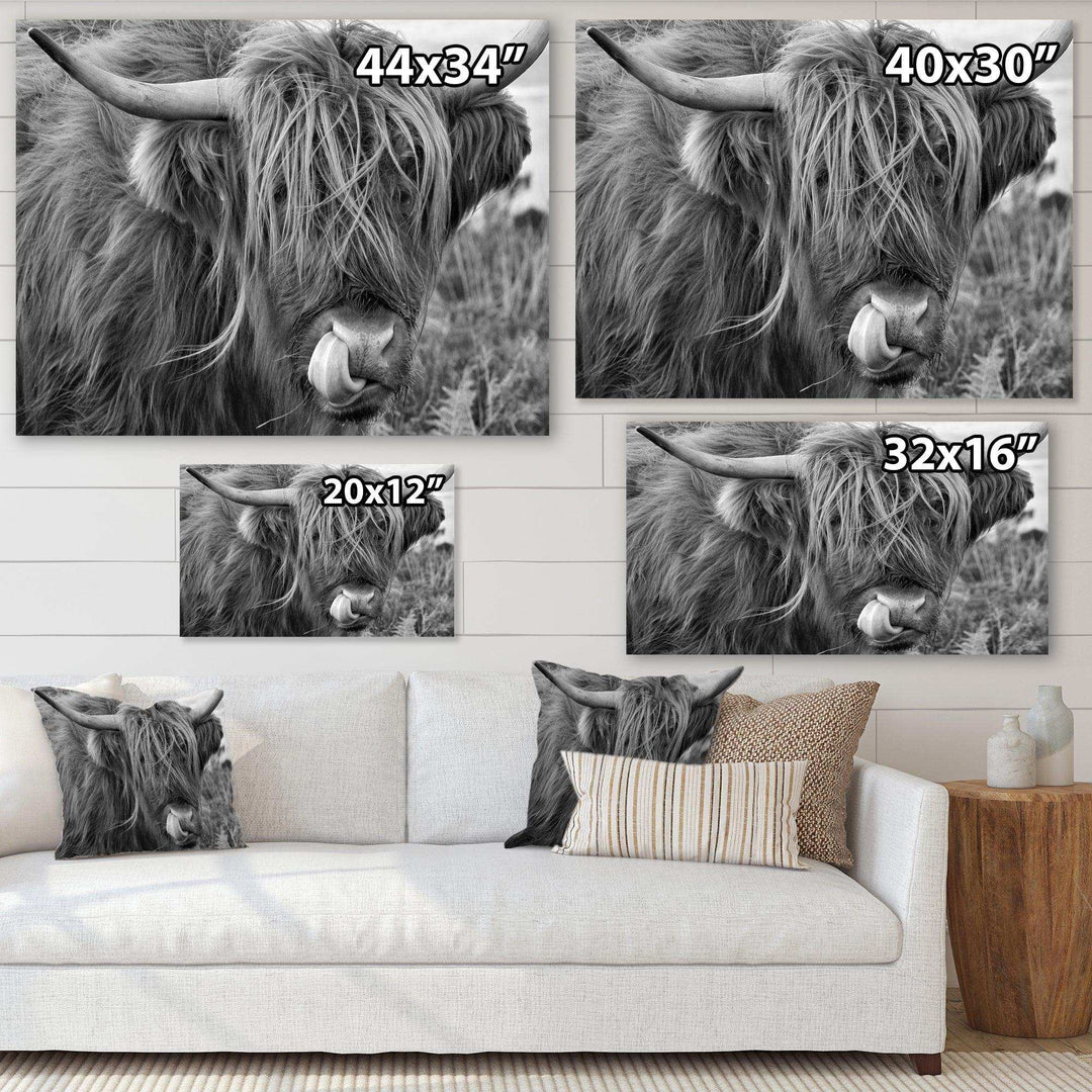 Scottish Cow On Moorland II
