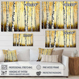 Golden Birch Trees Forest II