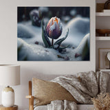 A Blooming Multicolor Tulip Flower In Winter II