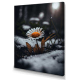 A Blooming Orange Daisy Flower In Winter I Canvas Canvas