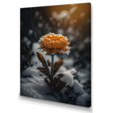 A Blooming Orange Marigold Flower In Winter III Canvas Canvas