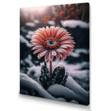 A Blooming Pink Gerbera Flower In Winter II Canvas Canvas