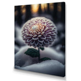 A Blooming Purple Dahlia Flower In Winter V Canvas Canvas