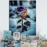 A Blooming Purple Rose Flower In Winter I