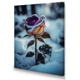 A Blooming Purple Rose Flower In Winter I Canvas Canvas