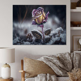 A Blooming Purple Rose Flower In Winter II