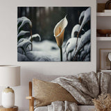 A Blooming White Calla Lily Flower Winter II