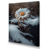 A Blooming White Daisy Flower In Winter Canvas Canvas