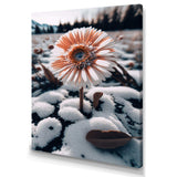 A Blooming White Gerbera Flower In Winter Canvas Canvas