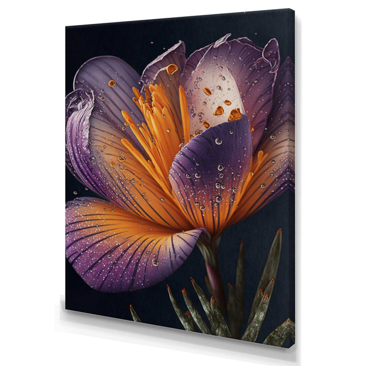 Blooming Crocus II