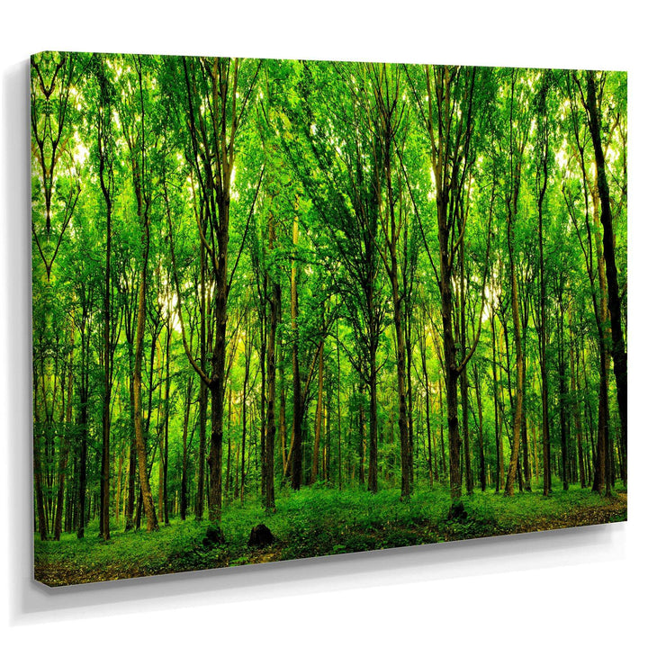 Green Forest