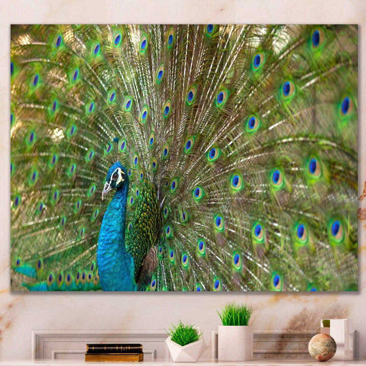 Beautiful Peacock with Feathers