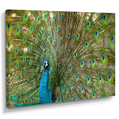 Beautiful Peacock with Feathers