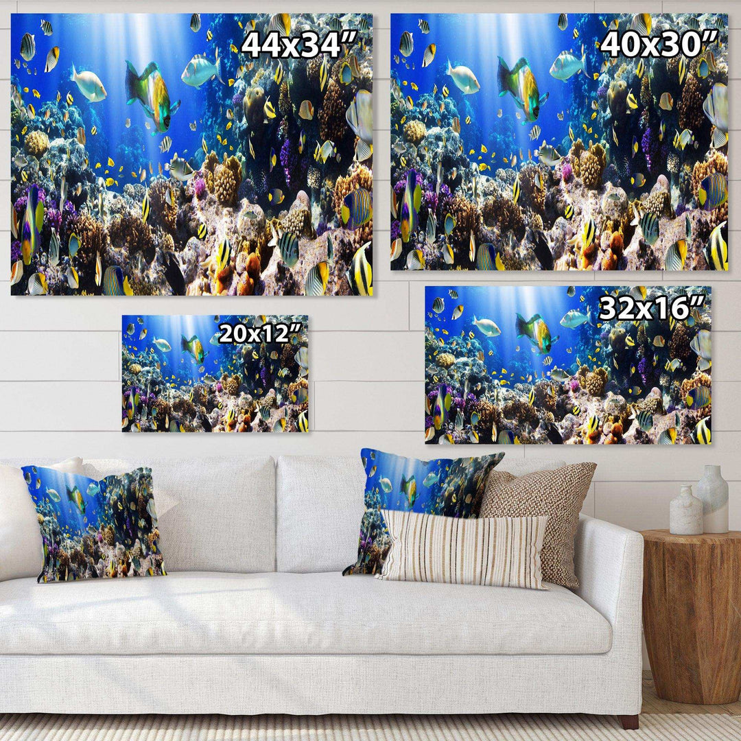 Coral Colony and Coral Fish