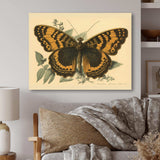 Vintage Illustration Of Butterfly I