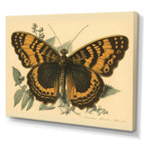 Vintage Illustration Of Butterfly I