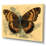 Vintage Illustration Of Butterfly II