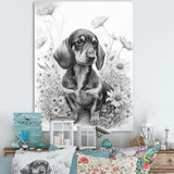 Black And White Dachshund