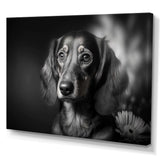 Black and White Daschund with Sunflower