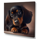 Cute Dachshund Puppy