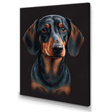 Portrait Of  Black And Brown Dachshund