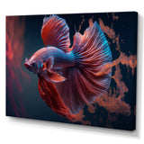 Magnificent Bettafish In Shades Of Blue And Purple II