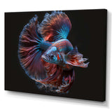 Magnificent Bettafish In Shades Of Blue And Purple IV