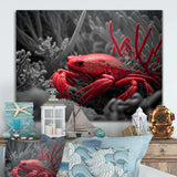 Red Deepsea Crab In Red And Black II