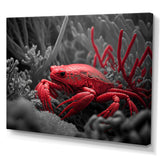 Red Deepsea Crab In Red And Black II