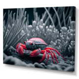 Red Deepsea Crab In Red And Black III