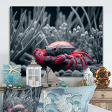 Red Deepsea Crab In Red And Black IV