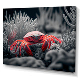 Red Crab In Shades Of Black And Blue II