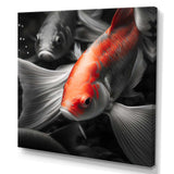 Black And Red Tropical Fish V