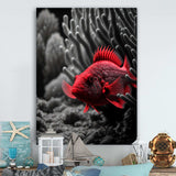 Black And Red Tropical Fish IX