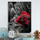 Mysterious Tropical Fish In Blue And Red II