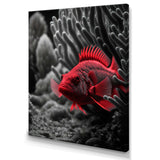 Mysterious Tropical Fish In Blue And Red II