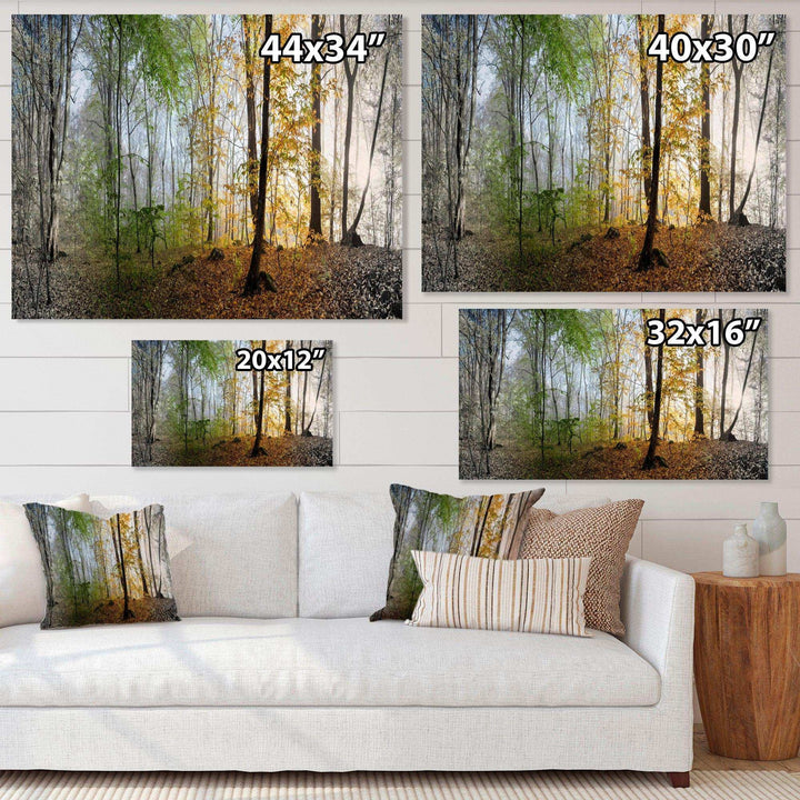 Morning Forest Panoramic View