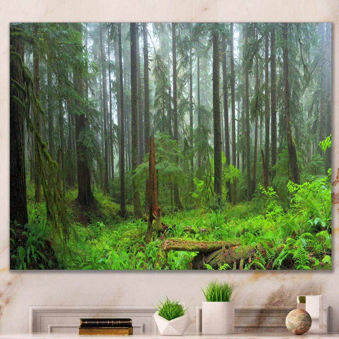 Hoh Rain Forest