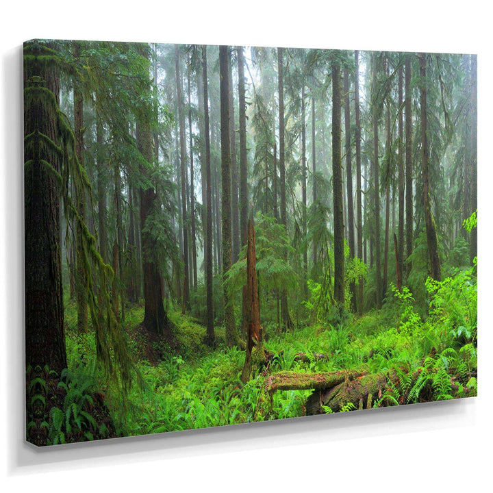Hoh Rain Forest