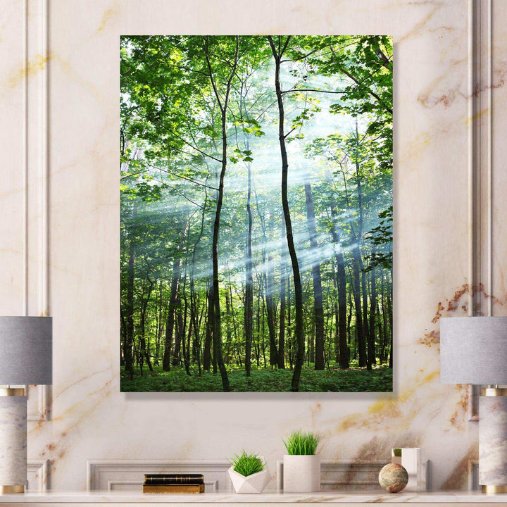 Green Sunny Forest
