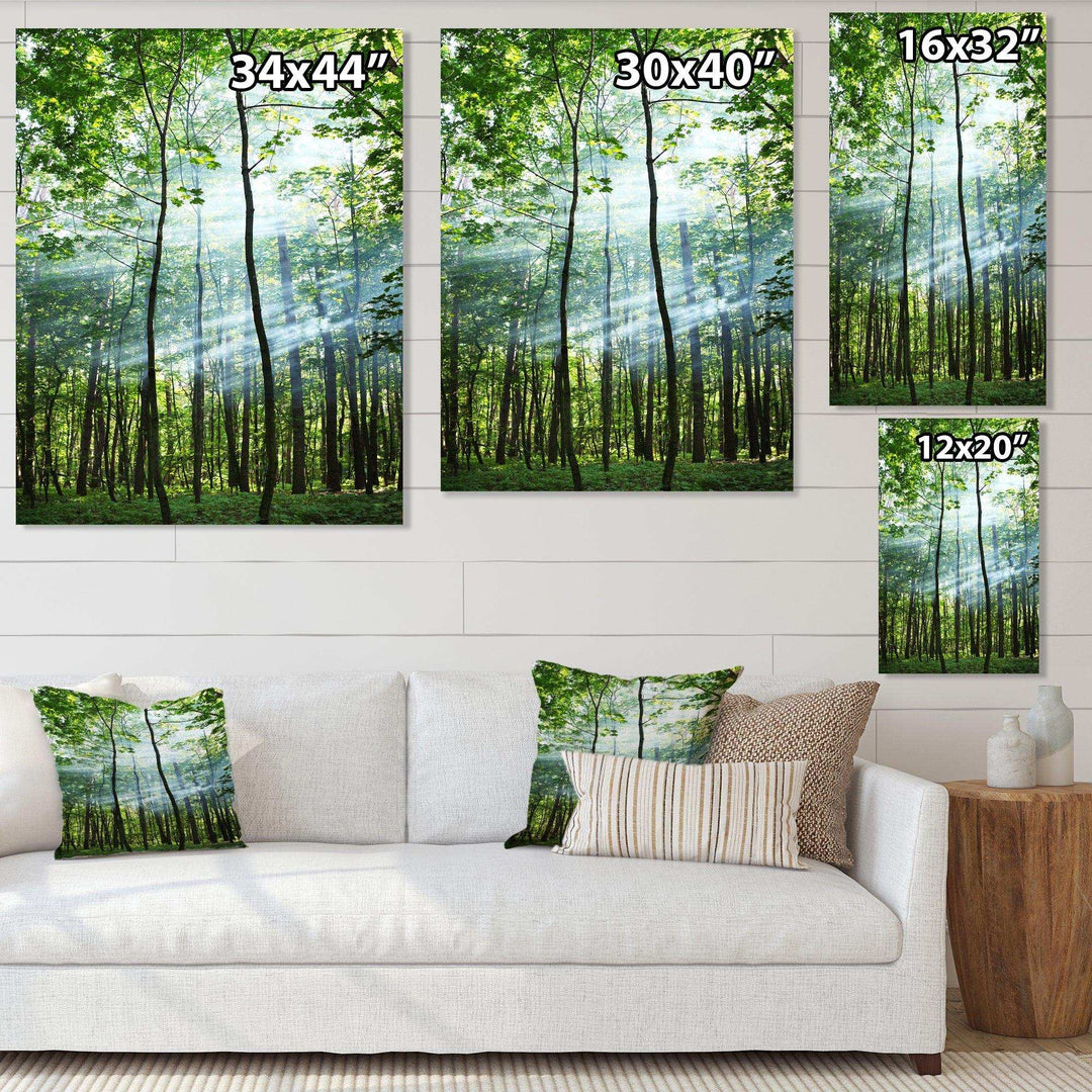 Green Sunny Forest
