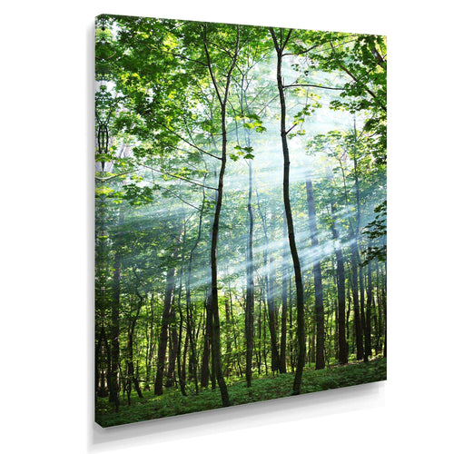 Green Sunny Forest