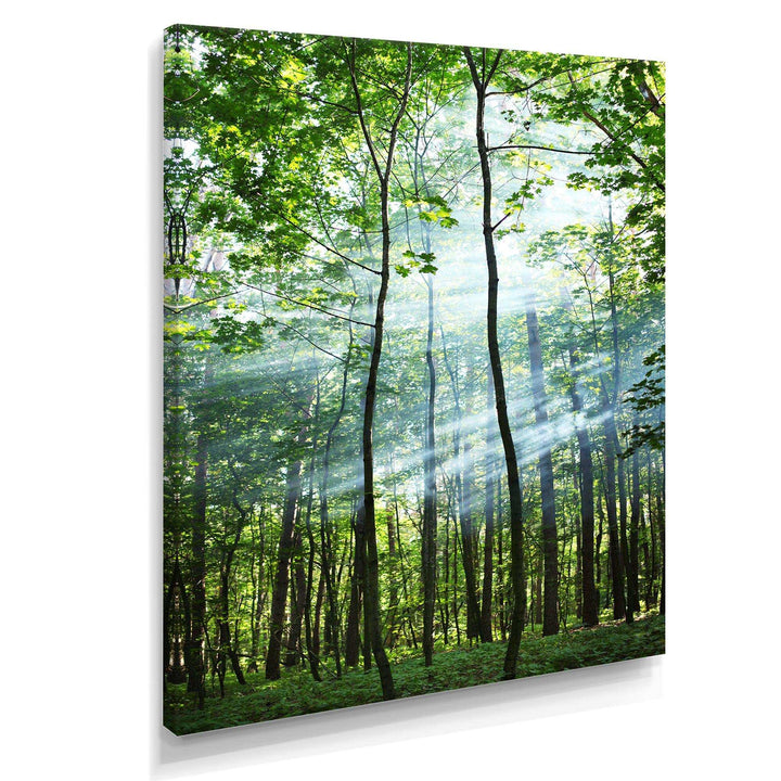 Green Sunny Forest