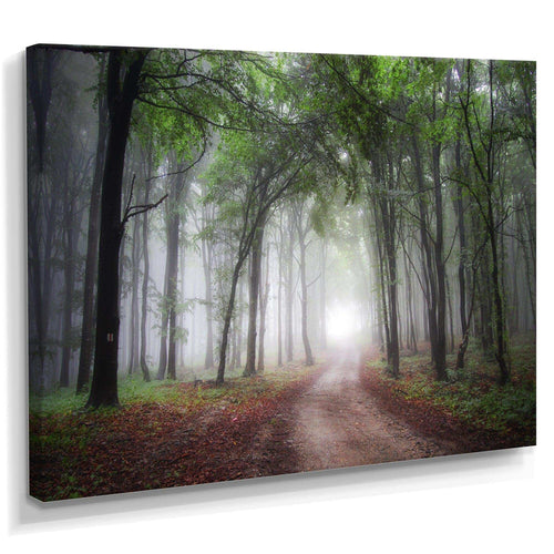 Light Through Green Fall Forest