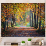 Wide Pathway in Yellow Fall Forest