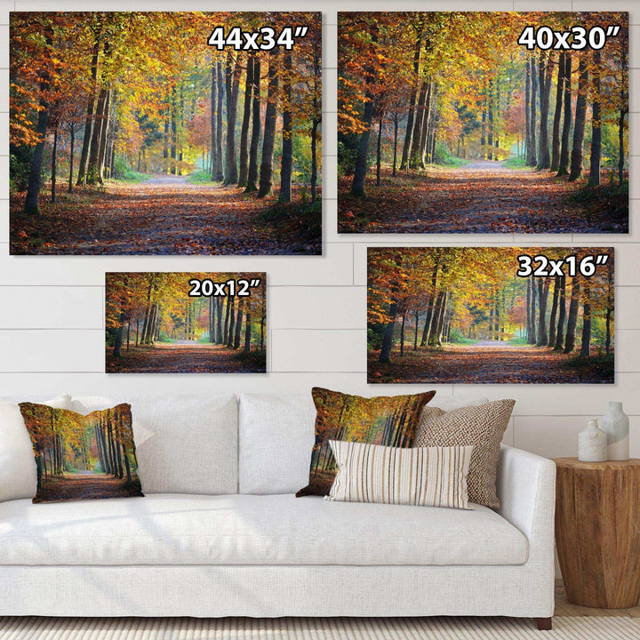 Wide Pathway in Yellow Fall Forest