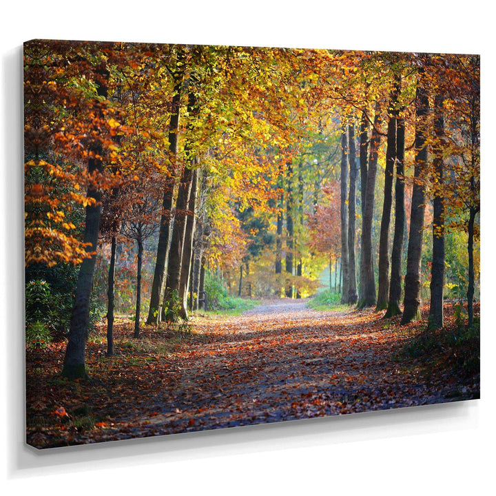 Wide Pathway in Yellow Fall Forest