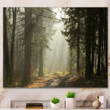 Dark Green Forest with Sun Rays