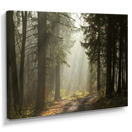 Dark Green Forest with Sun Rays