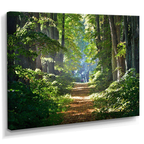 Bright Green Forest in Morning